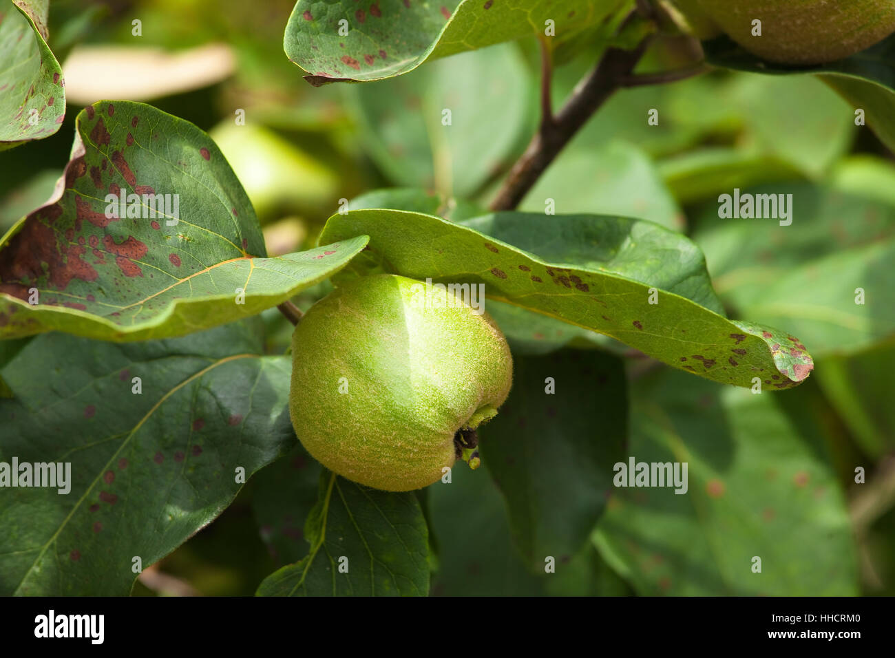 Jardin, descendances, fruits, fruits, confiture, de jardins, de coing, macro, close-up, macro Banque D'Images