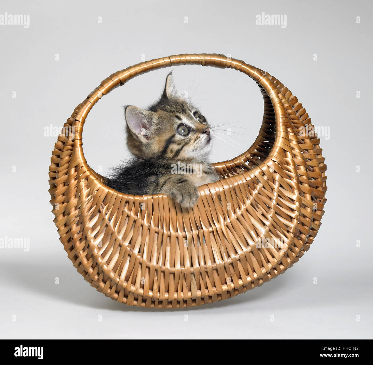 La photographie de studio d'un cute kitten se balançant dans un petit panier Banque D'Images