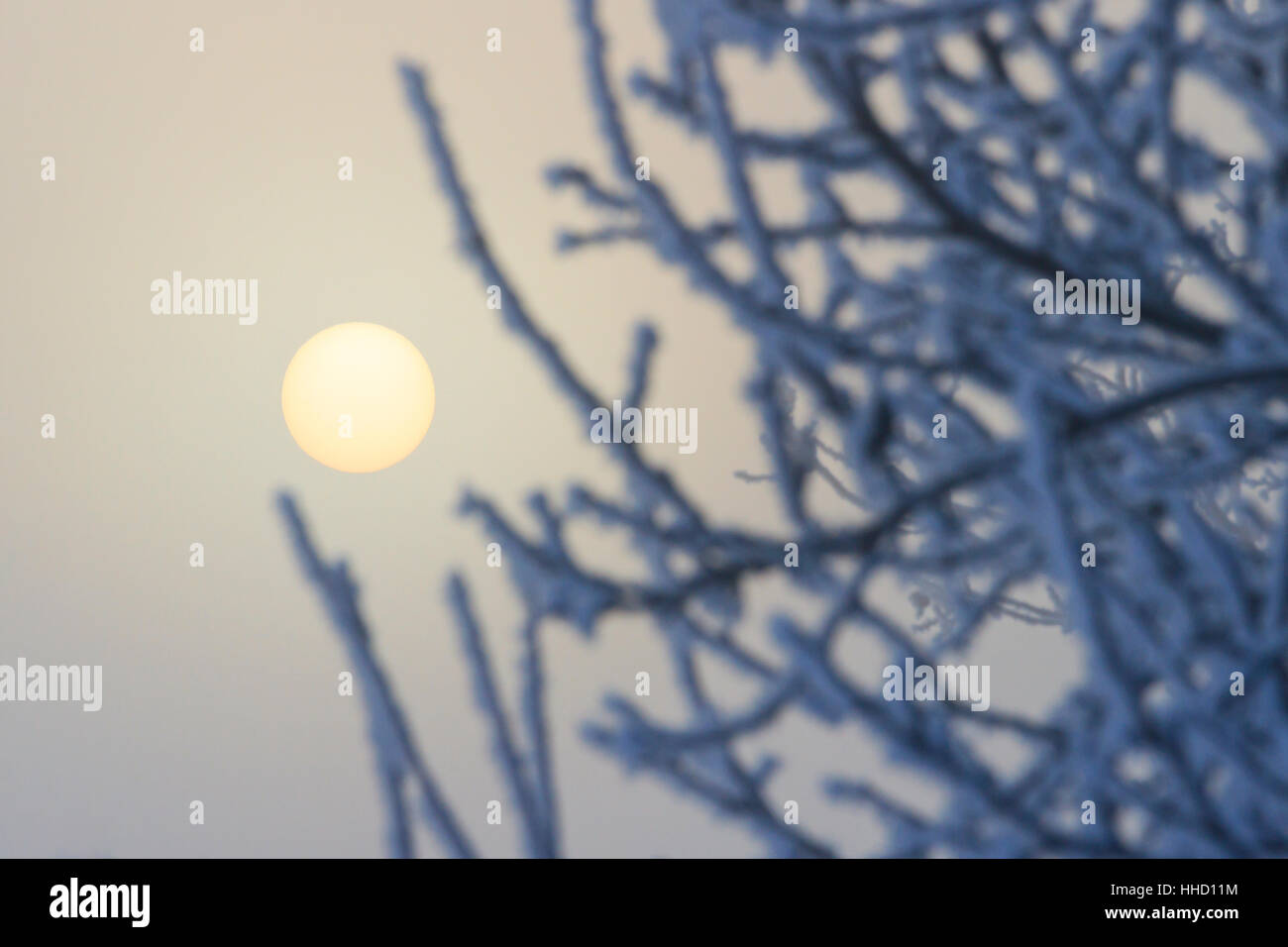 Soleil dans le brouillard et couvert de neige des branches,l'hiver, l'hiver est proche, le froid, des températures sous zéro Banque D'Images