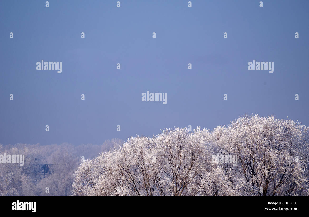 Haut de l'arbre dans la gelée blanche contre le ciel Banque D'Images