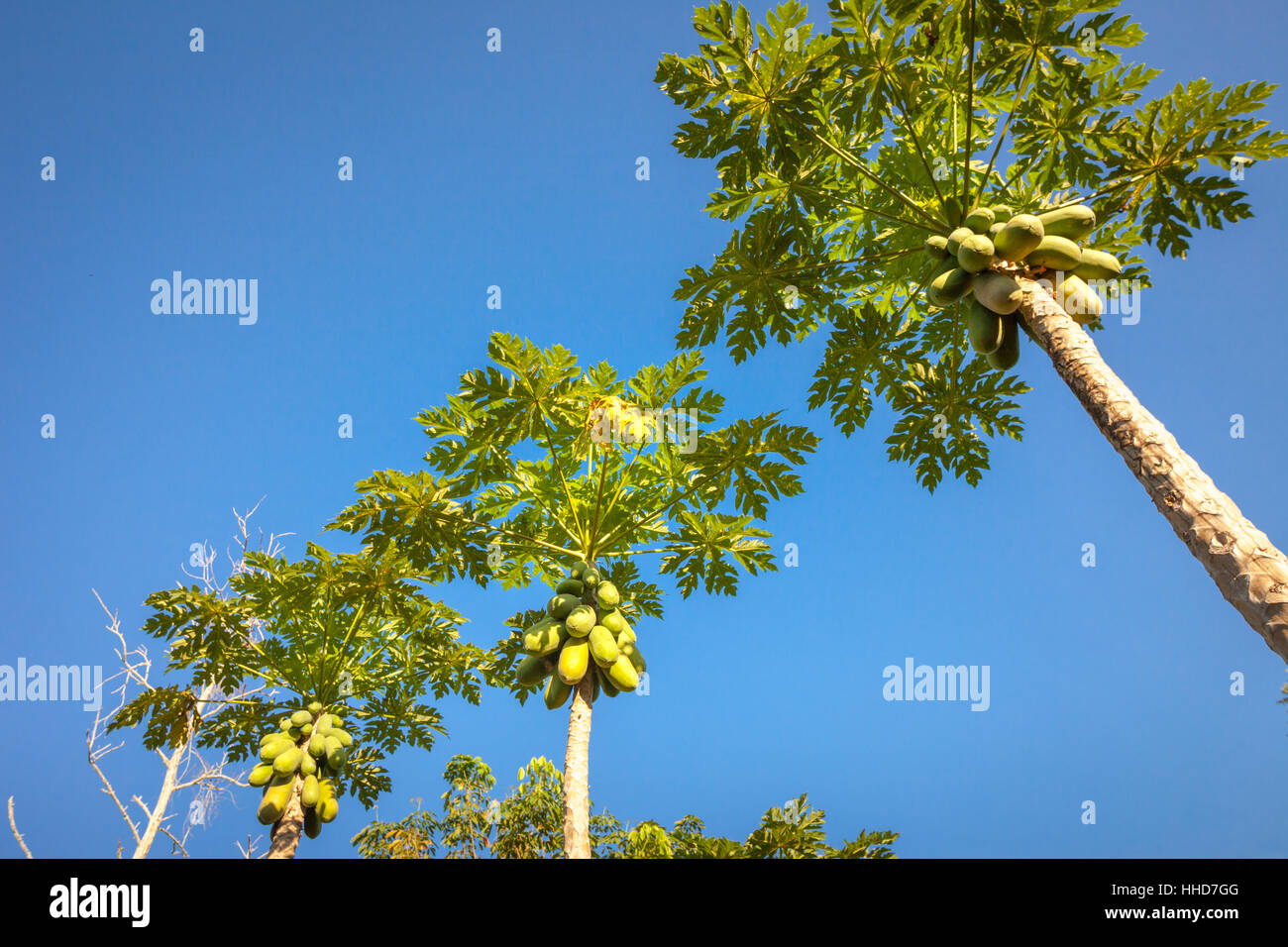 Arbre généalogique de papaye, Carica papaya, comme de plus en plus cultivé dans Sabah, Bornéo à distance Banque D'Images