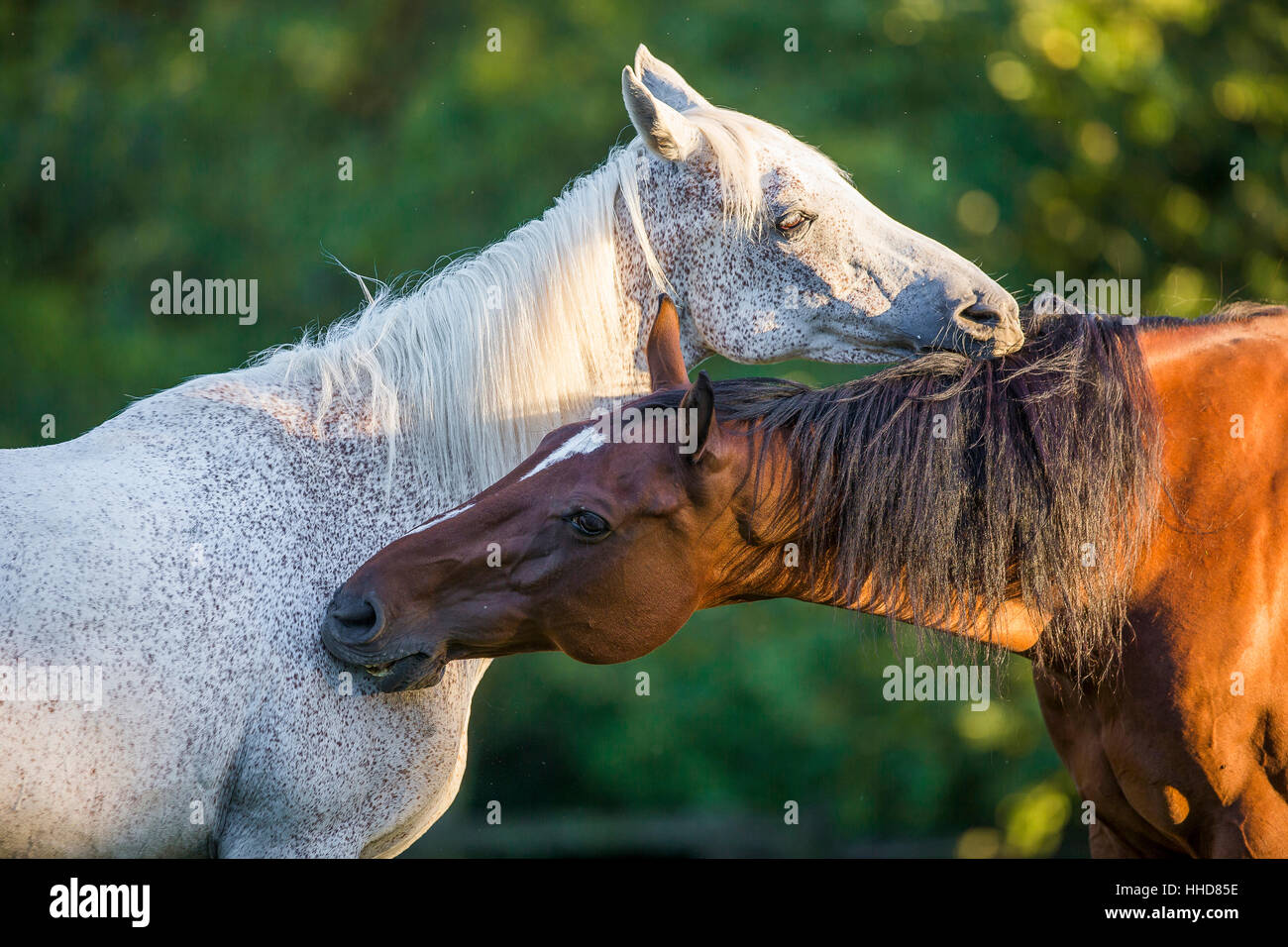 Arabian Horse Holstein et engagés dans le toilettage social. Allemagne Banque D'Images