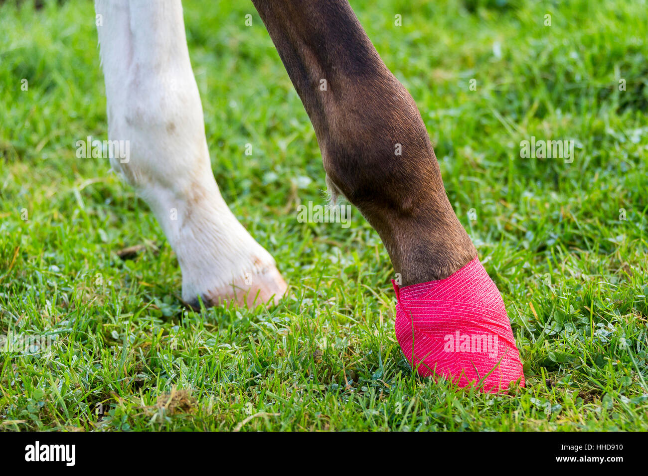 Cheval de Hanovre. Poulain blessé pansé avec sabot postérieur sur un  pâturage. Grande-Bretagne Photo Stock - Alamy