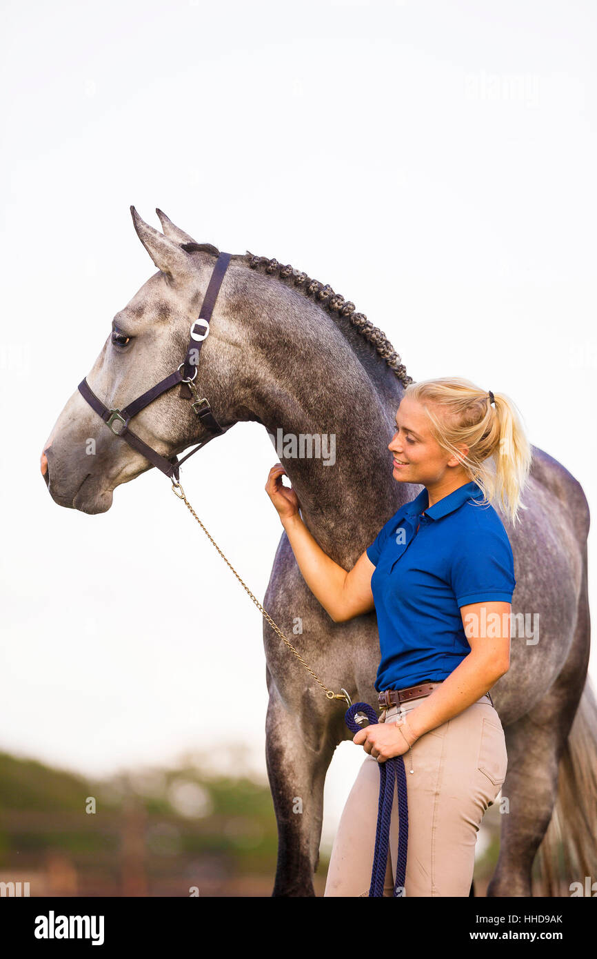 Cheval de Hanovre. Femme avec l'étalon gris. Pays-bas Banque D'Images