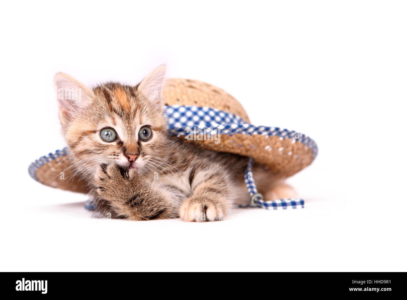 Patte De Chat Qui Leche Banque D Images Detourees Alamy