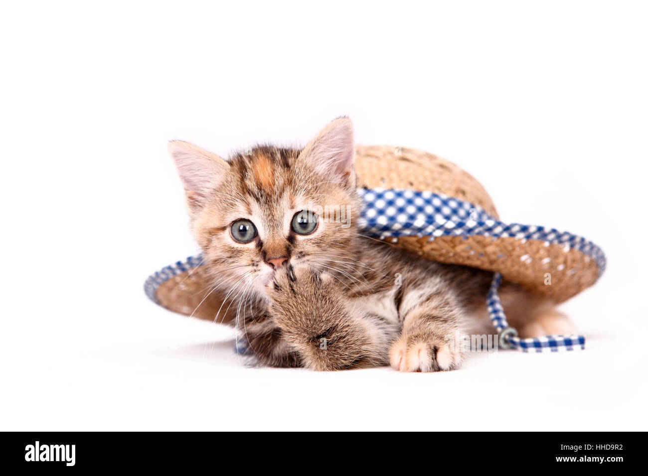 Patte De Chat Qui Leche Banque D Images Detourees Alamy Patte De Chat Qui Leche Banque D Images Detourees Alamy