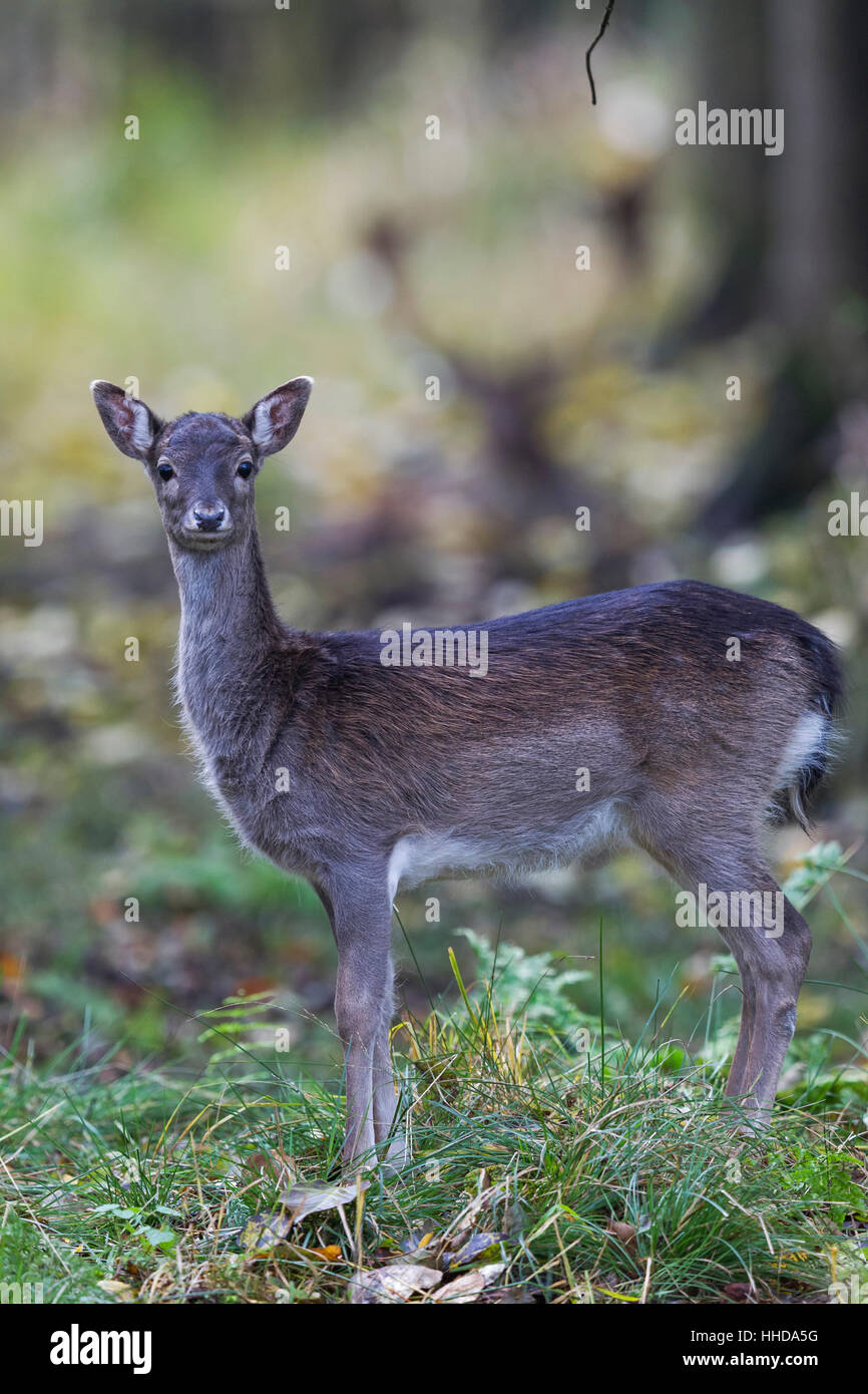 Le daim (Dama dama), Doe avec Bull dans l'arrière-plan Banque D'Images