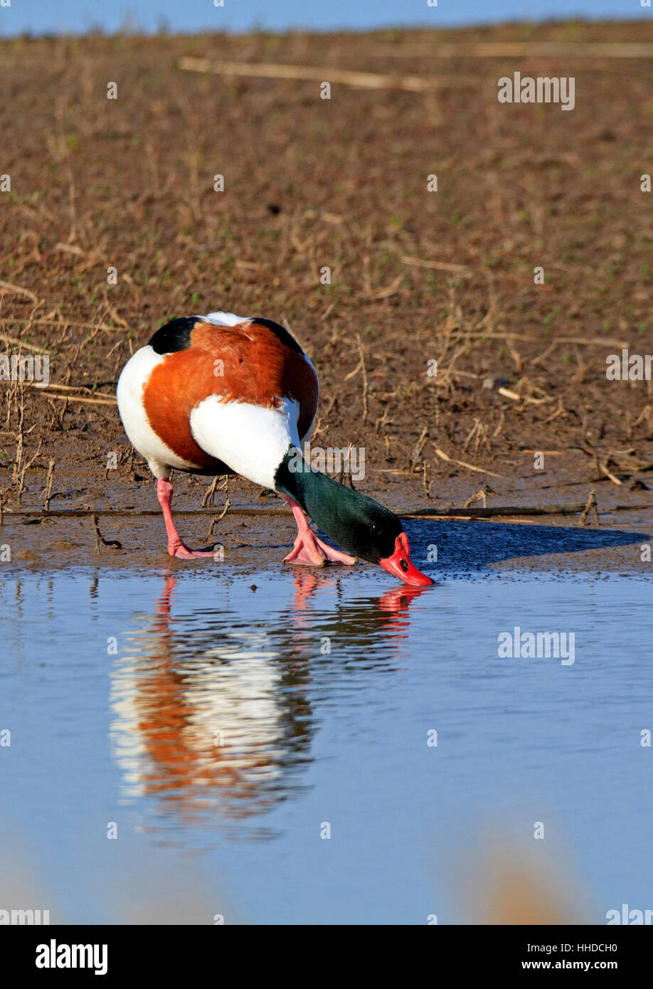 Tadorne de belon (Tadorna tadorna) se nourrir dans une lagune d'eau douce peu profonde. Photo de couverture format. Banque D'Images