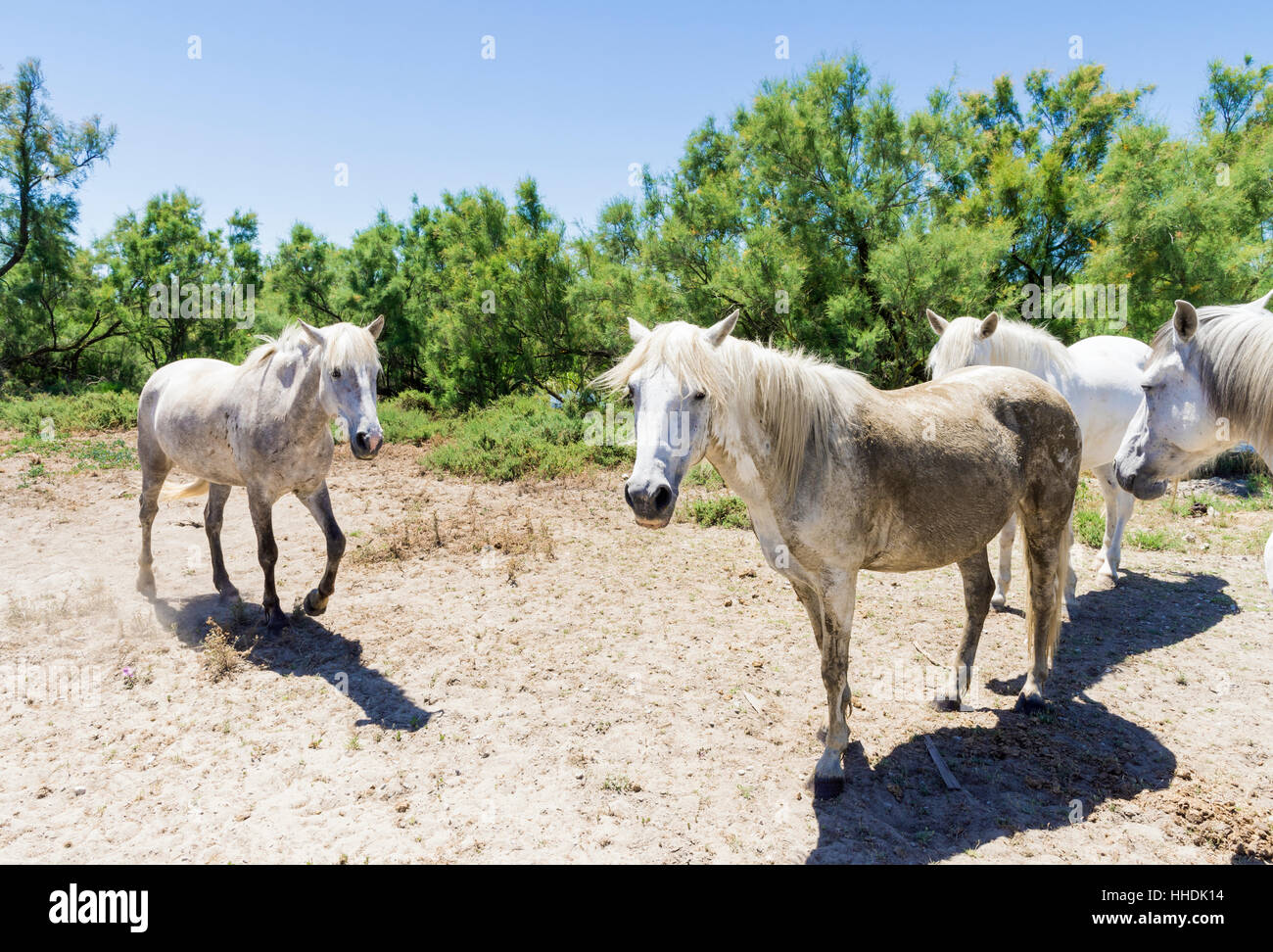 Chevaux Camargue sauvage, dans le Parc Naturel Régional de Camargue dans le Delta du Rhône, dans le sud de la France Banque D'Images