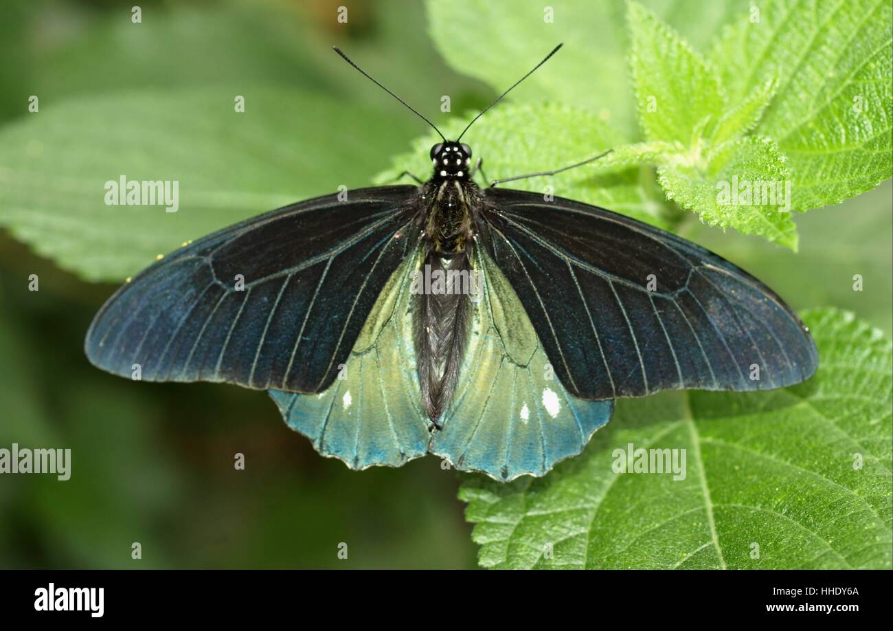 L schmetterlinge insecta Banque D'Images