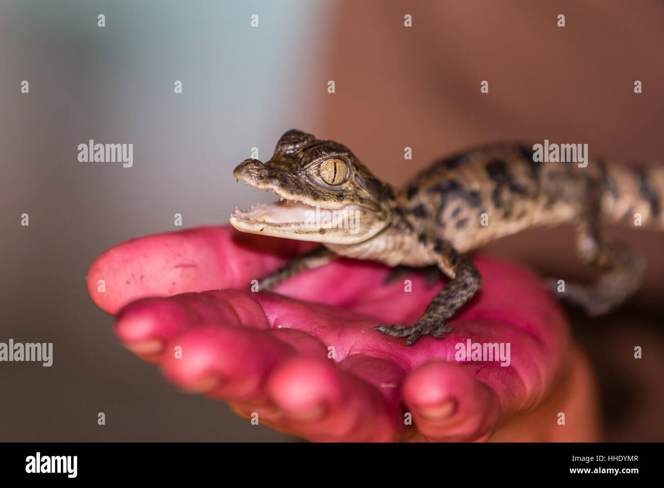 Un jeune noir en captivité (Niger), Village de San Francisco, Loreto, Pérou Banque D'Images