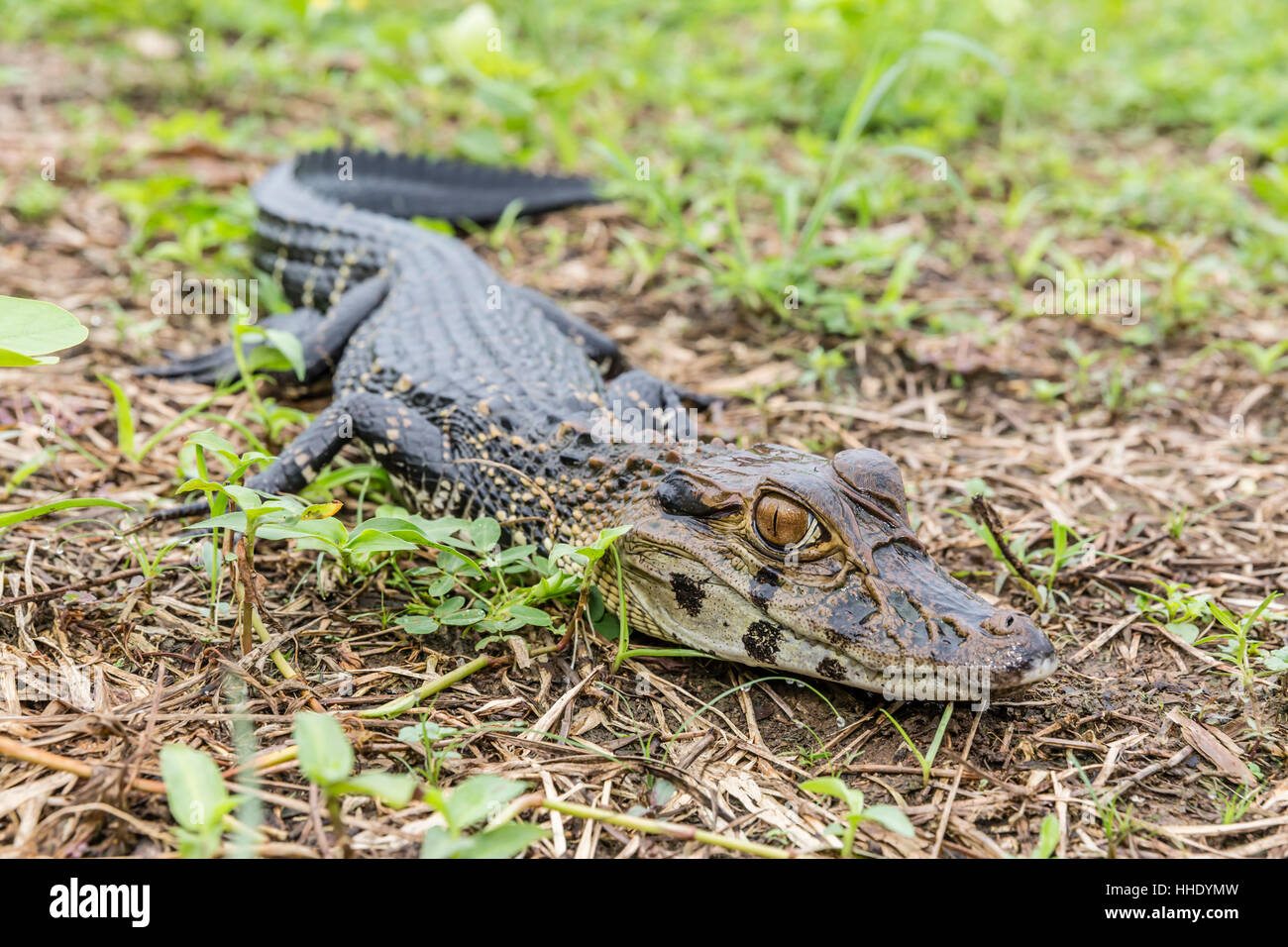 Un jeune noir en captivité (Niger), Village de San Francisco, Loreto, Pérou Banque D'Images