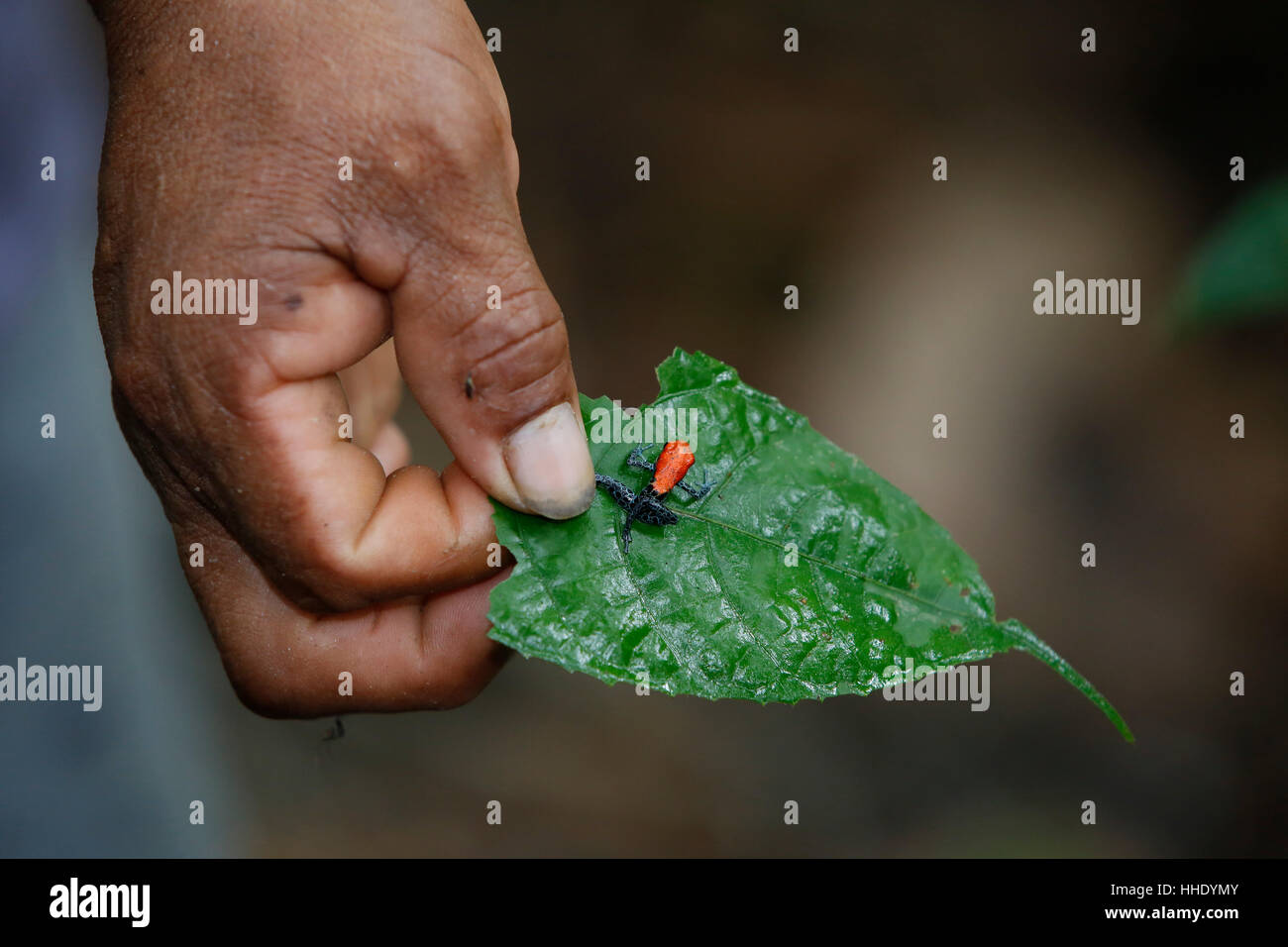 Des profils des poison frog (Ranitomeya reticulata), l'atterrissage dans la région, décontracté du bassin du fleuve Amazone, Loreto, Pérou Banque D'Images