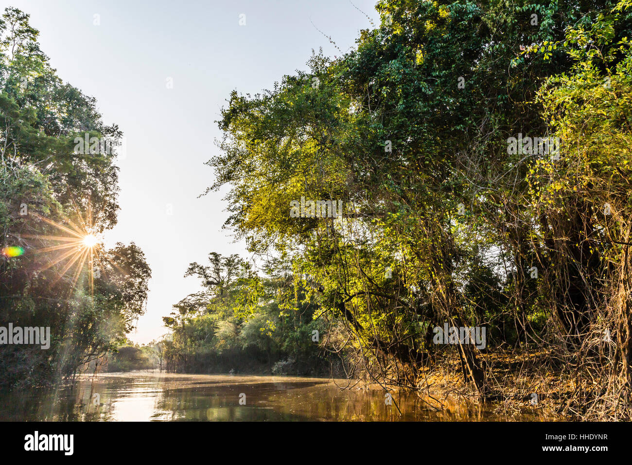 Soleil à travers le couvert forestier, Caño Yanallpa, haut bassin du fleuve Amazone, Loreto, Pérou Banque D'Images