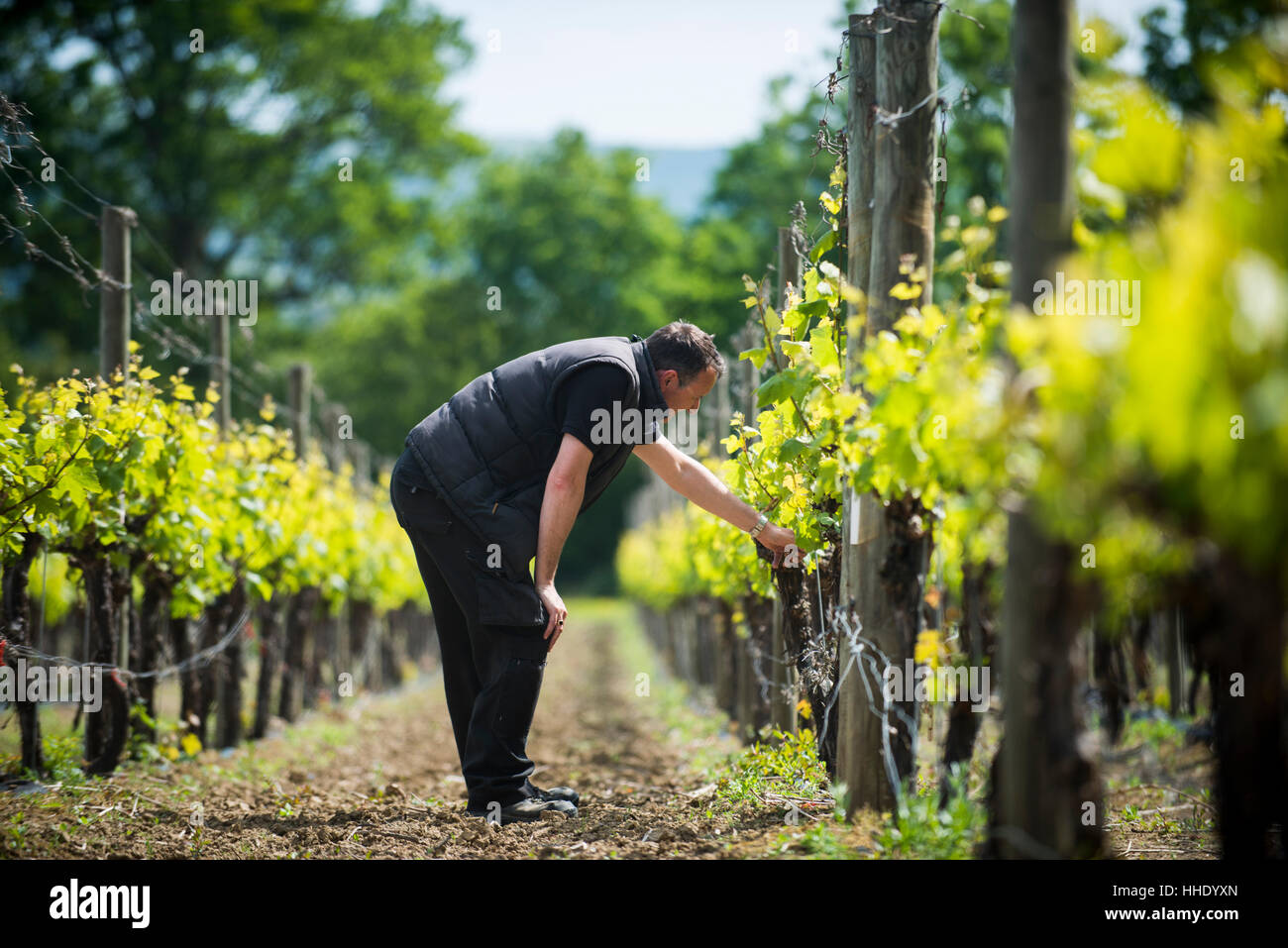 L'inspection des raisins en herbe dans un vignoble dans la région de Sussex, UK Banque D'Images