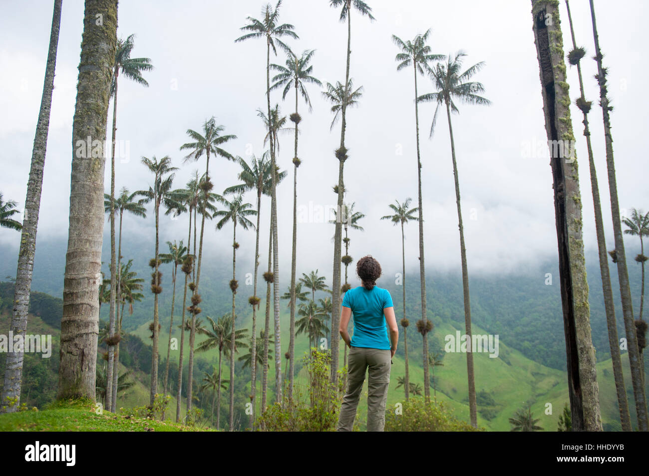 Comité permanent entre les palmiers de cire qui sont les plus élevées au monde dans la vallée de Cocora, Colombie Banque D'Images