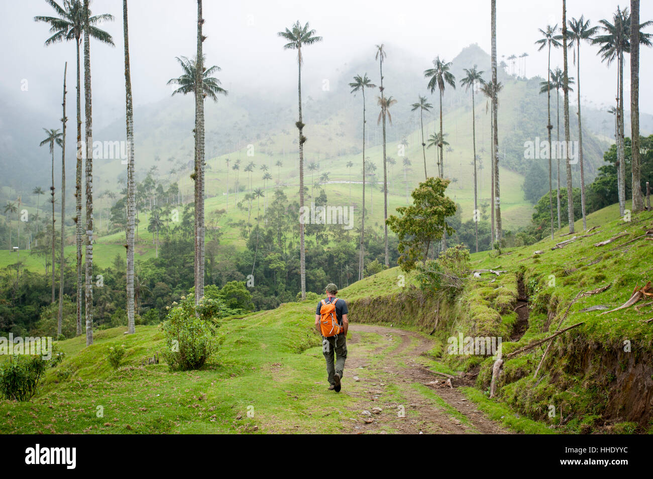 Marche à travers les palmiers de cire qui sont les plus élevées au monde dans la vallée de Cocora, Colombie Banque D'Images