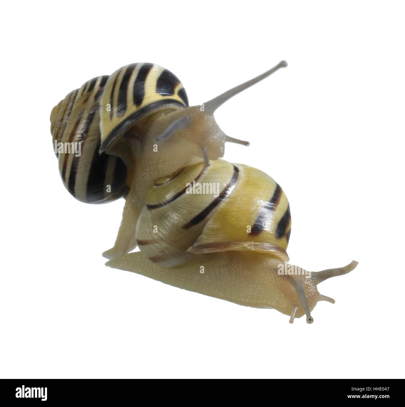 Studio de photographie deux grove escargots sur chaque autre en blanc retour Banque D'Images