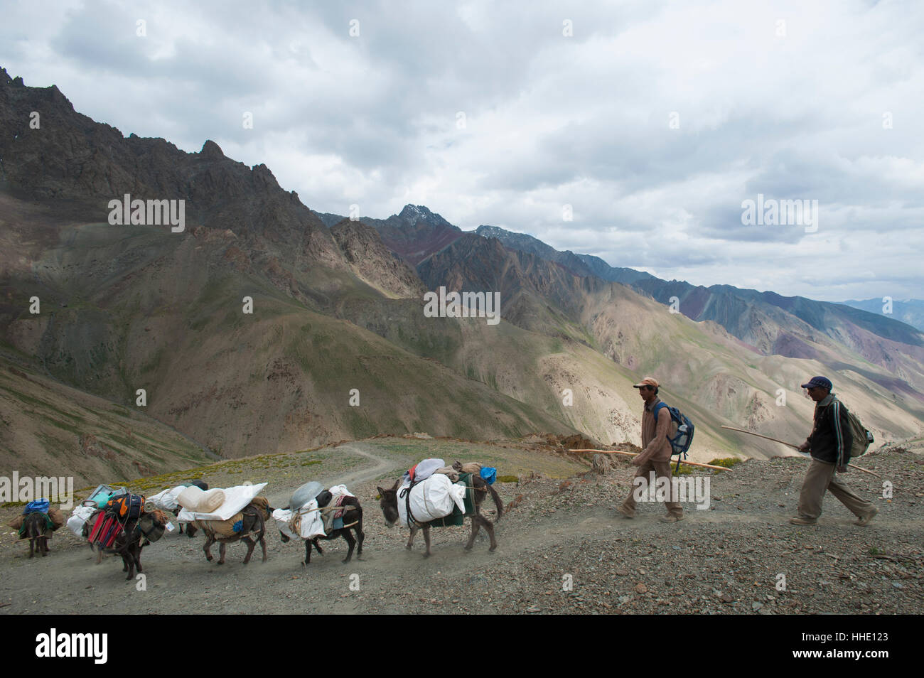 Chevaux chargés de l'équipement de trekking sur le La Konze vallées cachées trek, Ladakh, Inde Banque D'Images