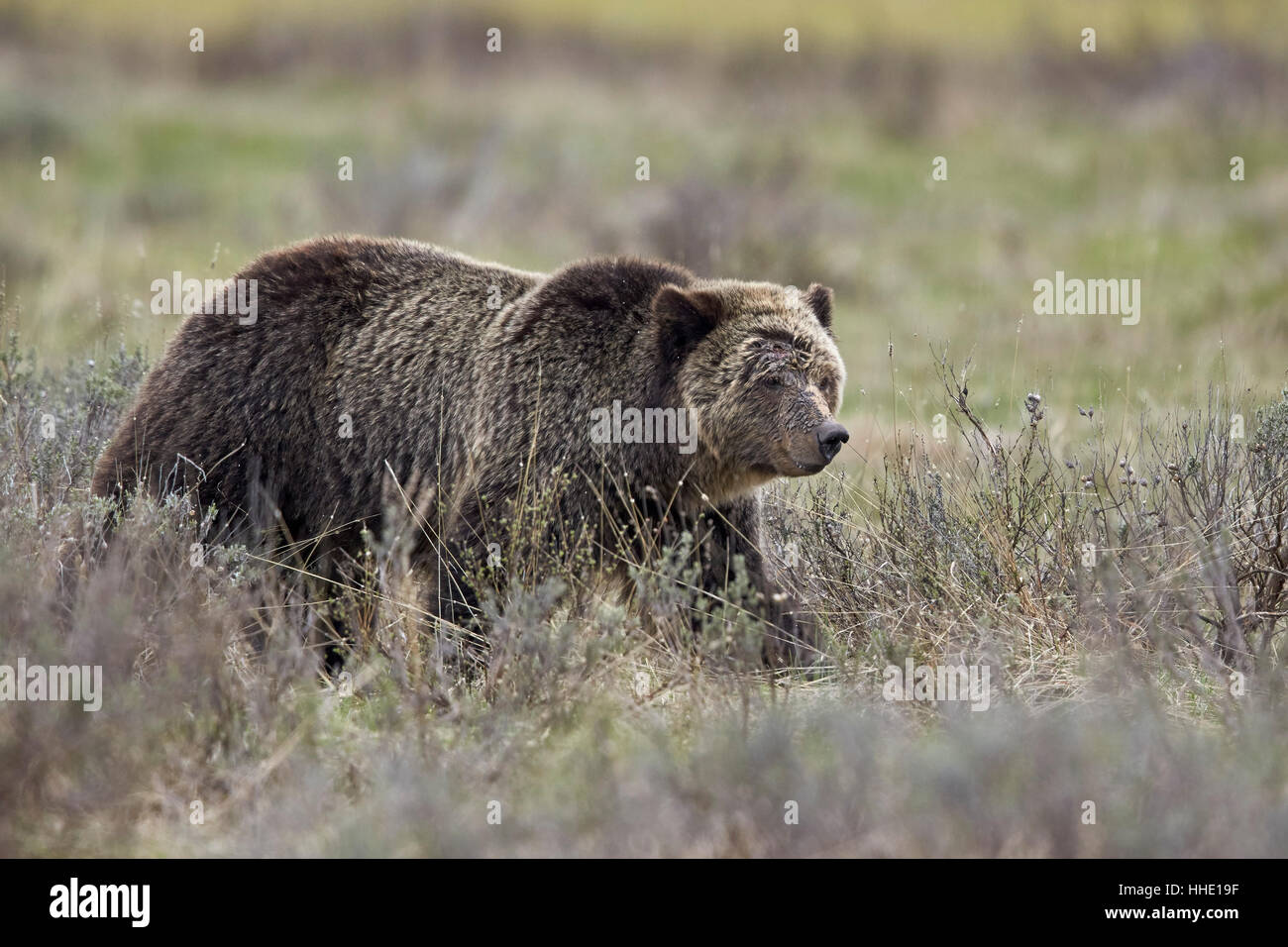 Ours grizzli (Ursus arctos horribilis), Parc National de Yellowstone, Wyoming, USA Banque D'Images