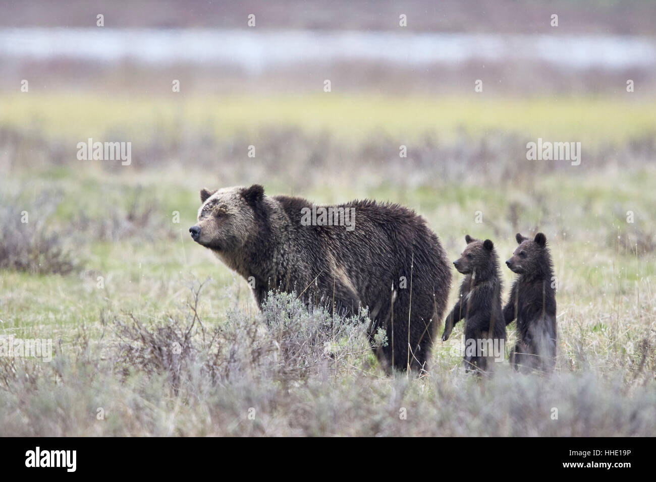 Grizzly Bear sow et deux petits de l'année ou au printemps d'oursons debout, le Parc National de Yellowstone, Wyoming, USA Banque D'Images