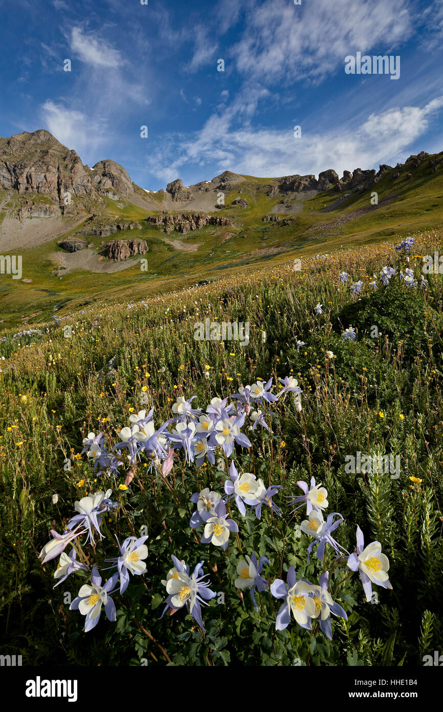 L'ancolie bleue (Colorado) ancolie (Aquilegia coerulea) dans un bassin alpin, San Juan National Forest, Colorado, USA Banque D'Images