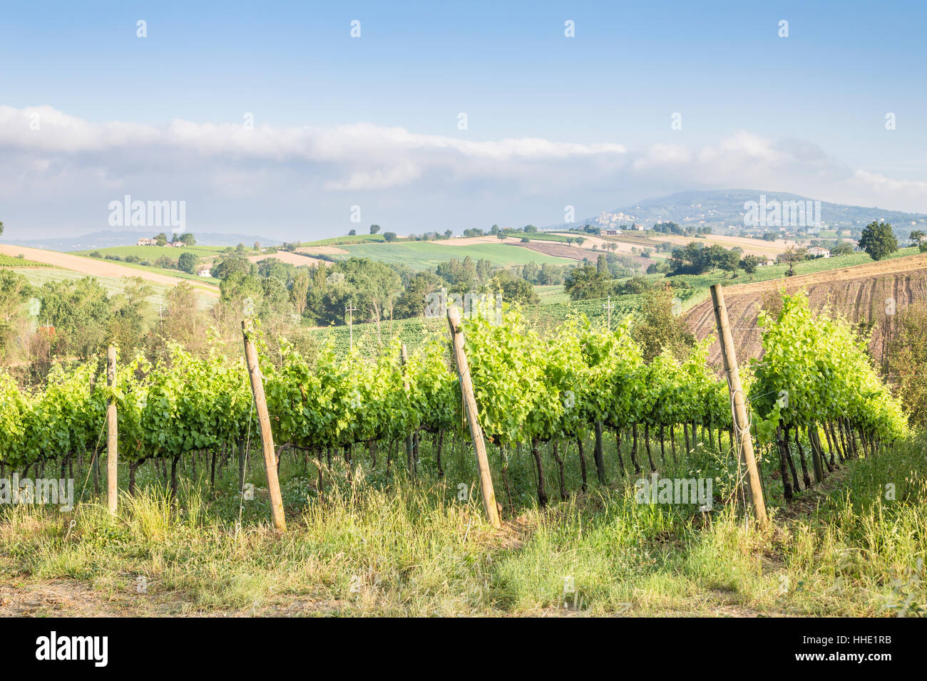 Vignobles près de Montefalco, connu pour son vin rouge de Sagrantino, Val di Spoleto, Ombrie, Italie Banque D'Images