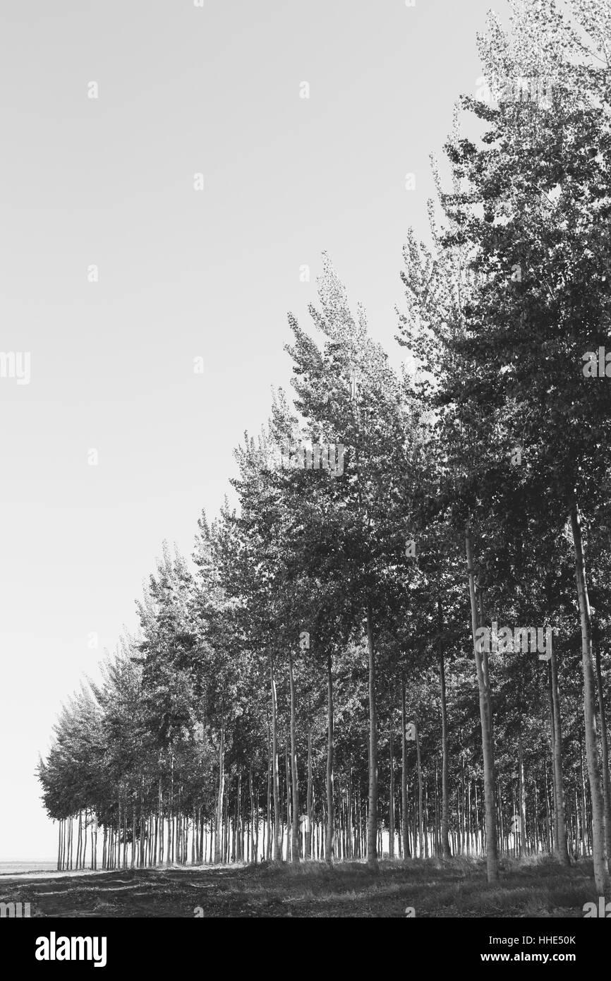 Une plantation de peupliers, commercial tree farm. Banque D'Images