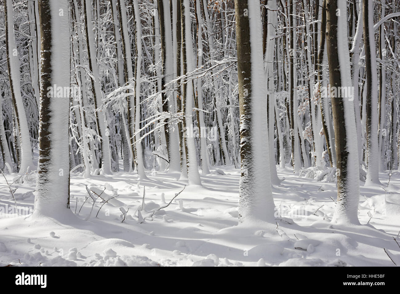 La forêt couverte de neige en hiver froid Banque D'Images