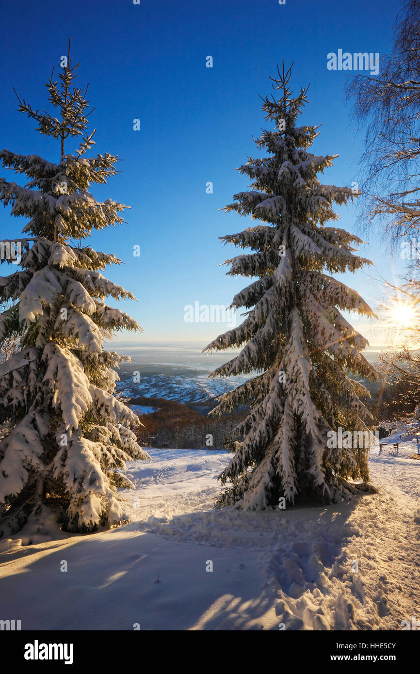 Paysage d'hiver de neige couvertes de pins au coucher du soleil Banque D'Images