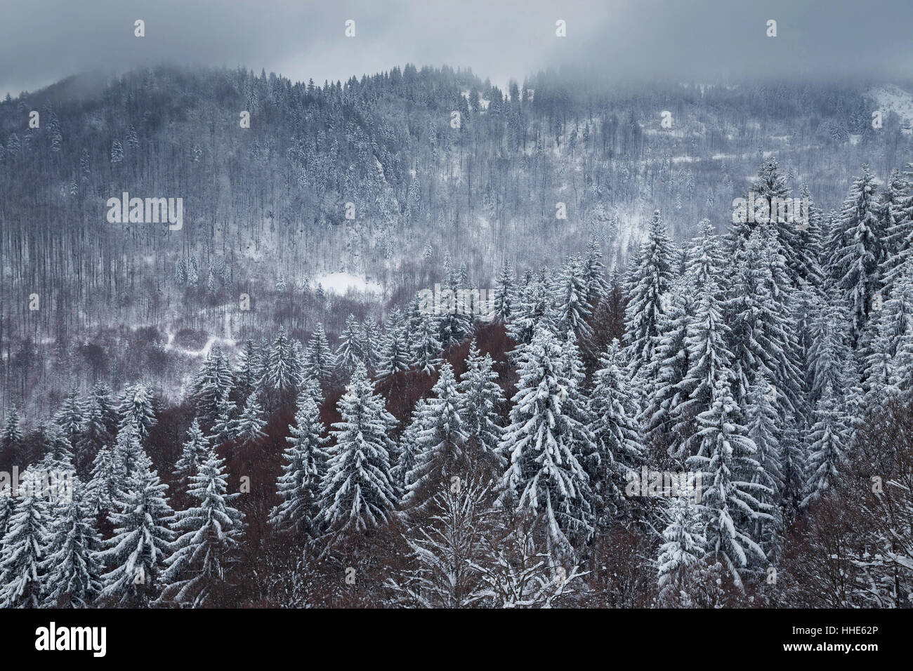 Paysage d'hiver forêt de sapins dans les Carpates Banque D'Images