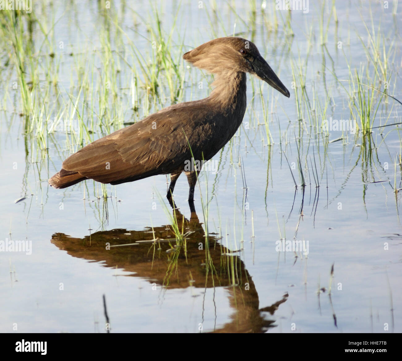 Un oiseau nommé 'Hamerkop' en Ouganda (Afrique) en pataugeant waterside Banque D'Images