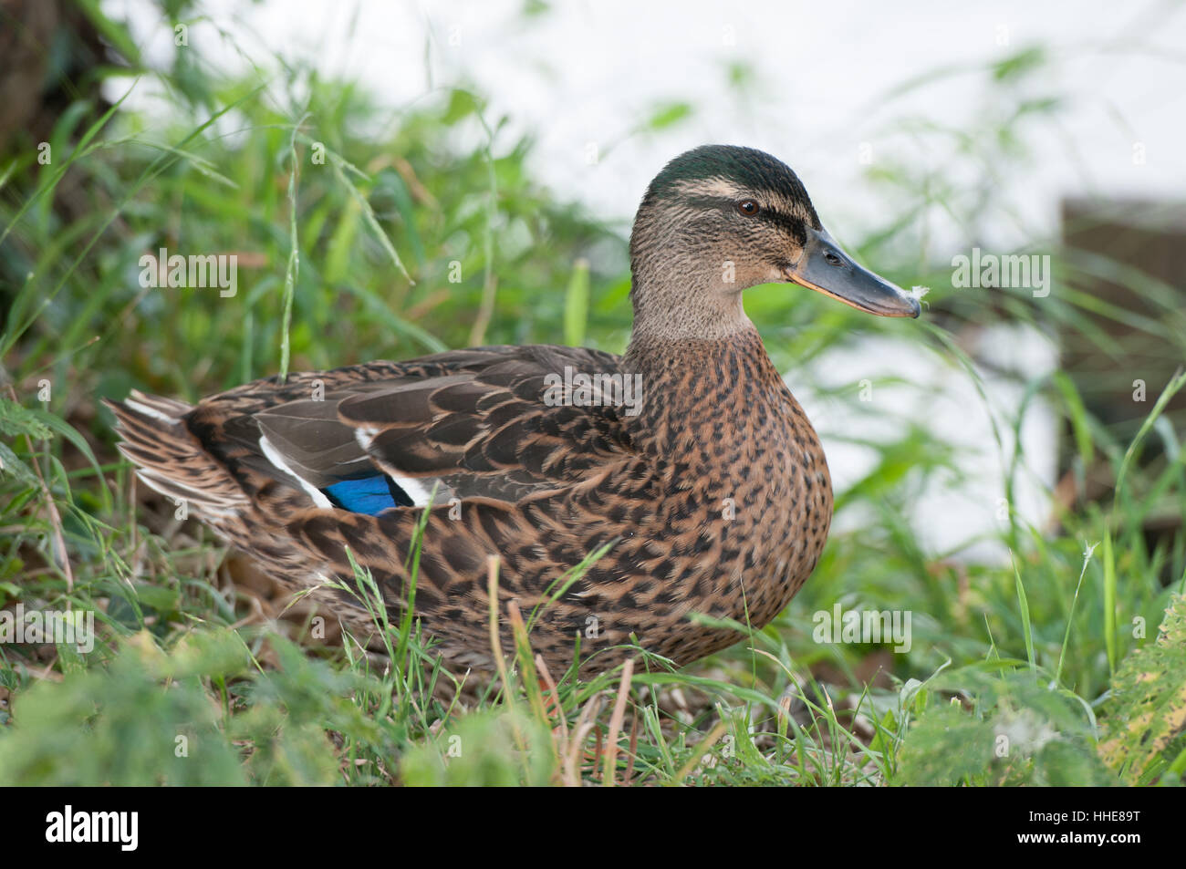 Bleu, beau, beauteously, nice, gros, grand, énorme, puissant, extrême, Banque D'Images