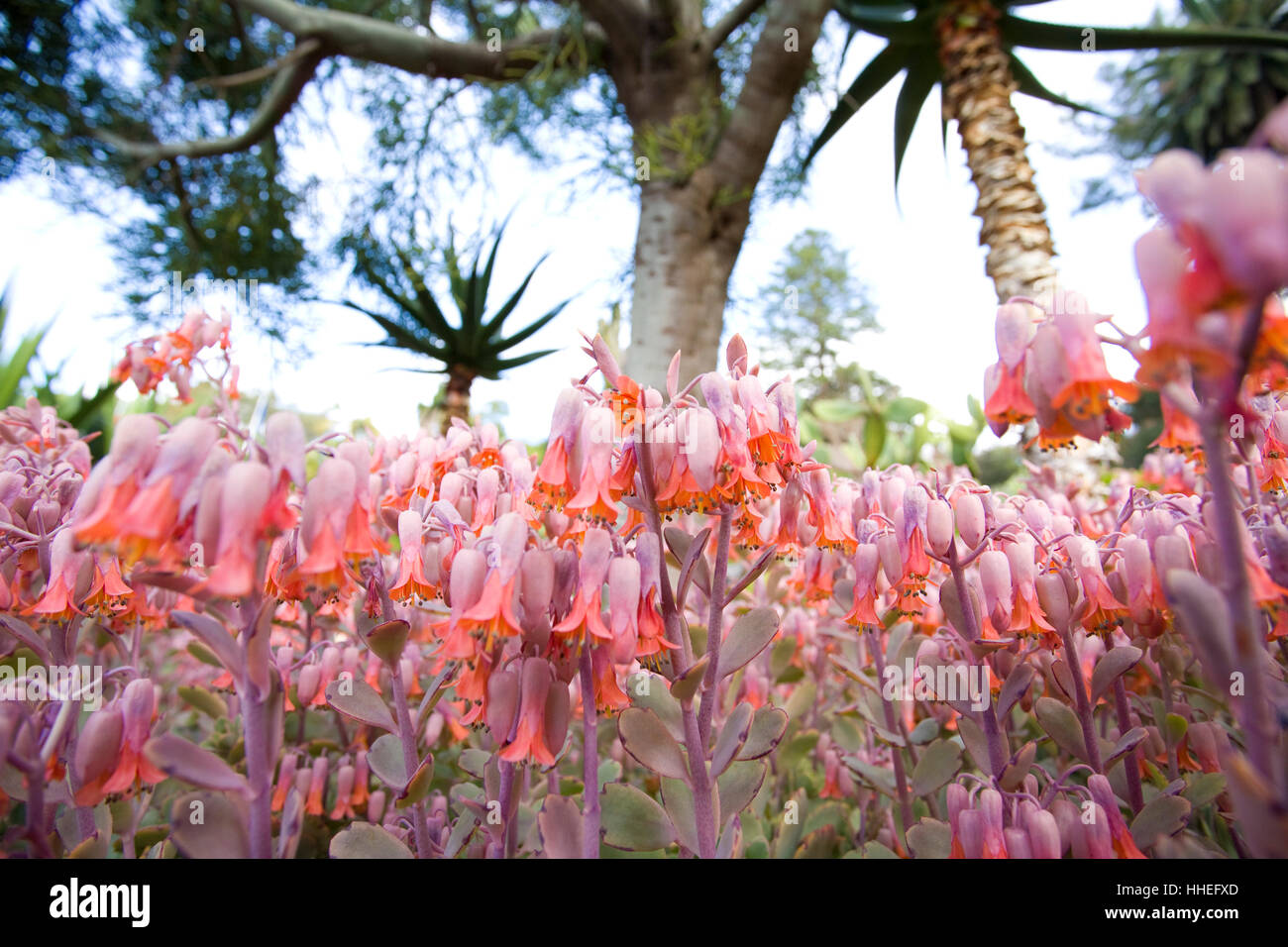 Fleurs dans le jardin botanique de Madère (Jardim Botanico da Madeira), Portugal Banque D'Images