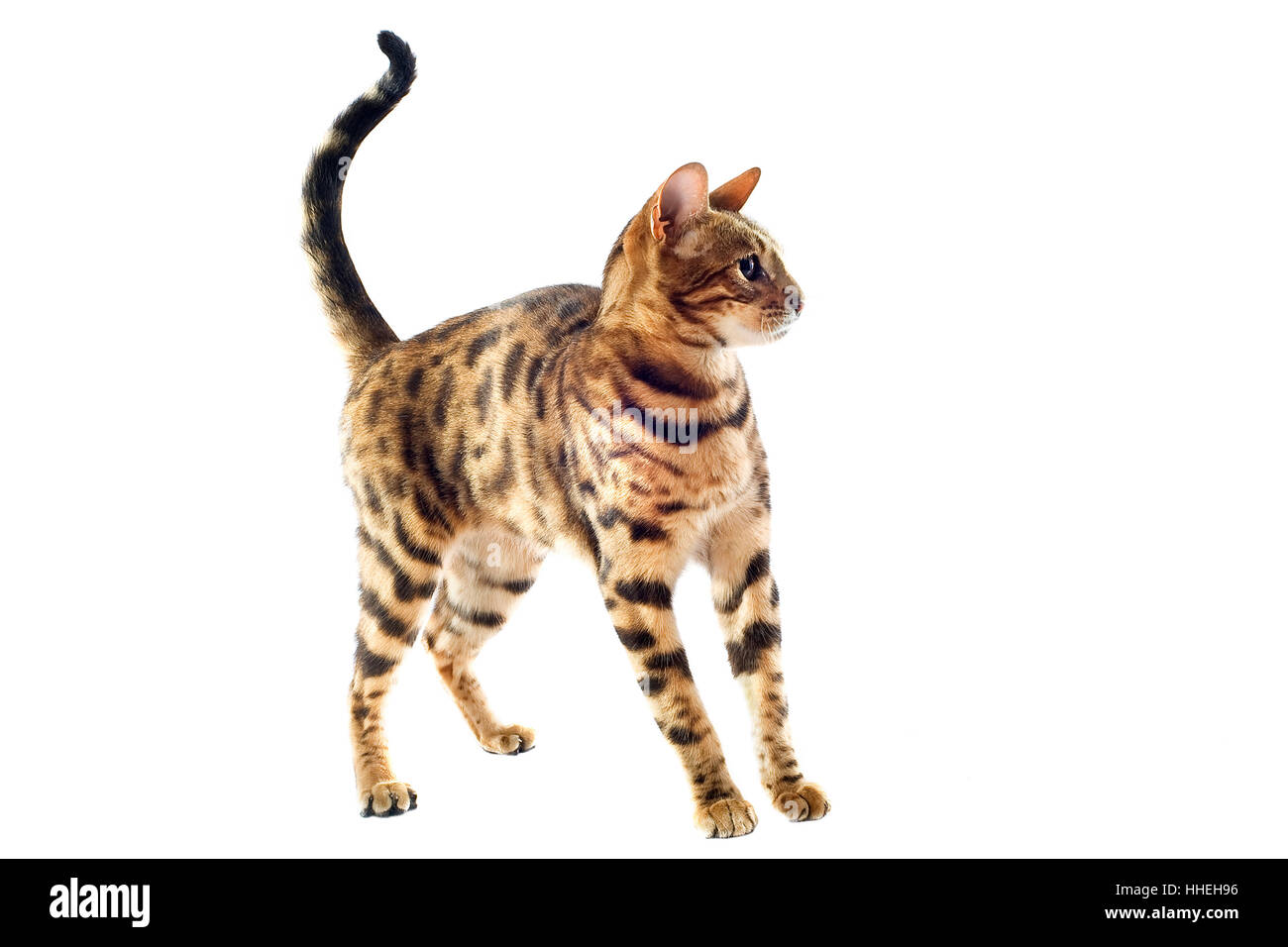 La peur, bébé chat, chaton, chaton, chat, chat domestique, belle, beauteously, Banque D'Images