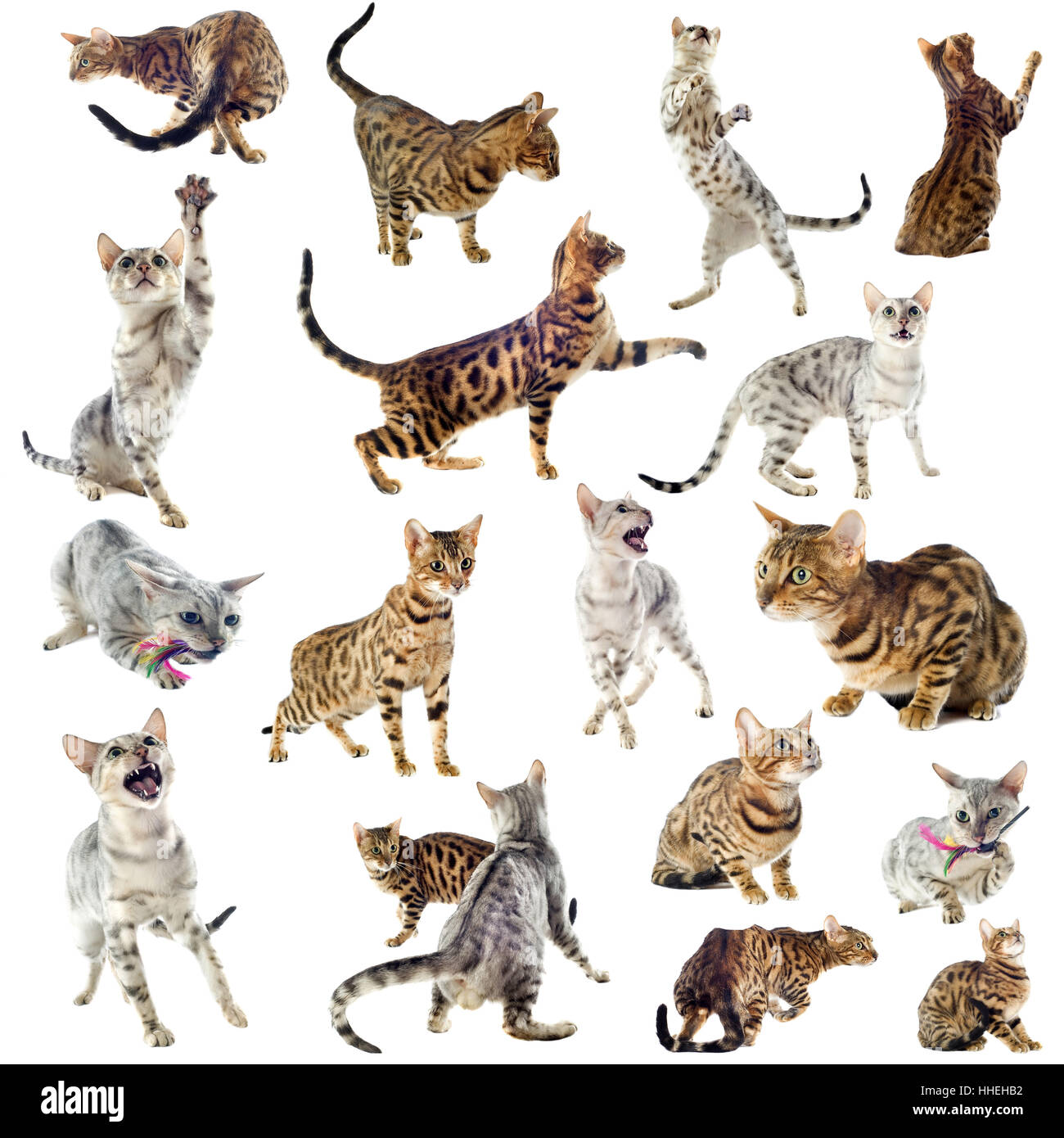 Les chats, chat, bébé chaton, groupe, pussycat, chat, chat domestique, belle, Banque D'Images