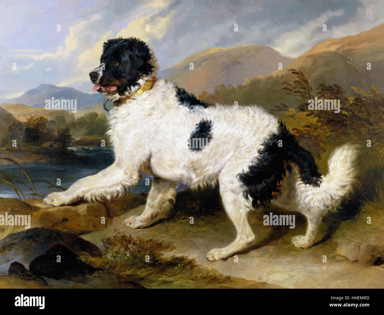 Edwin Henry Landseer, un chien Terre-neuve- Lion Banque D'Images