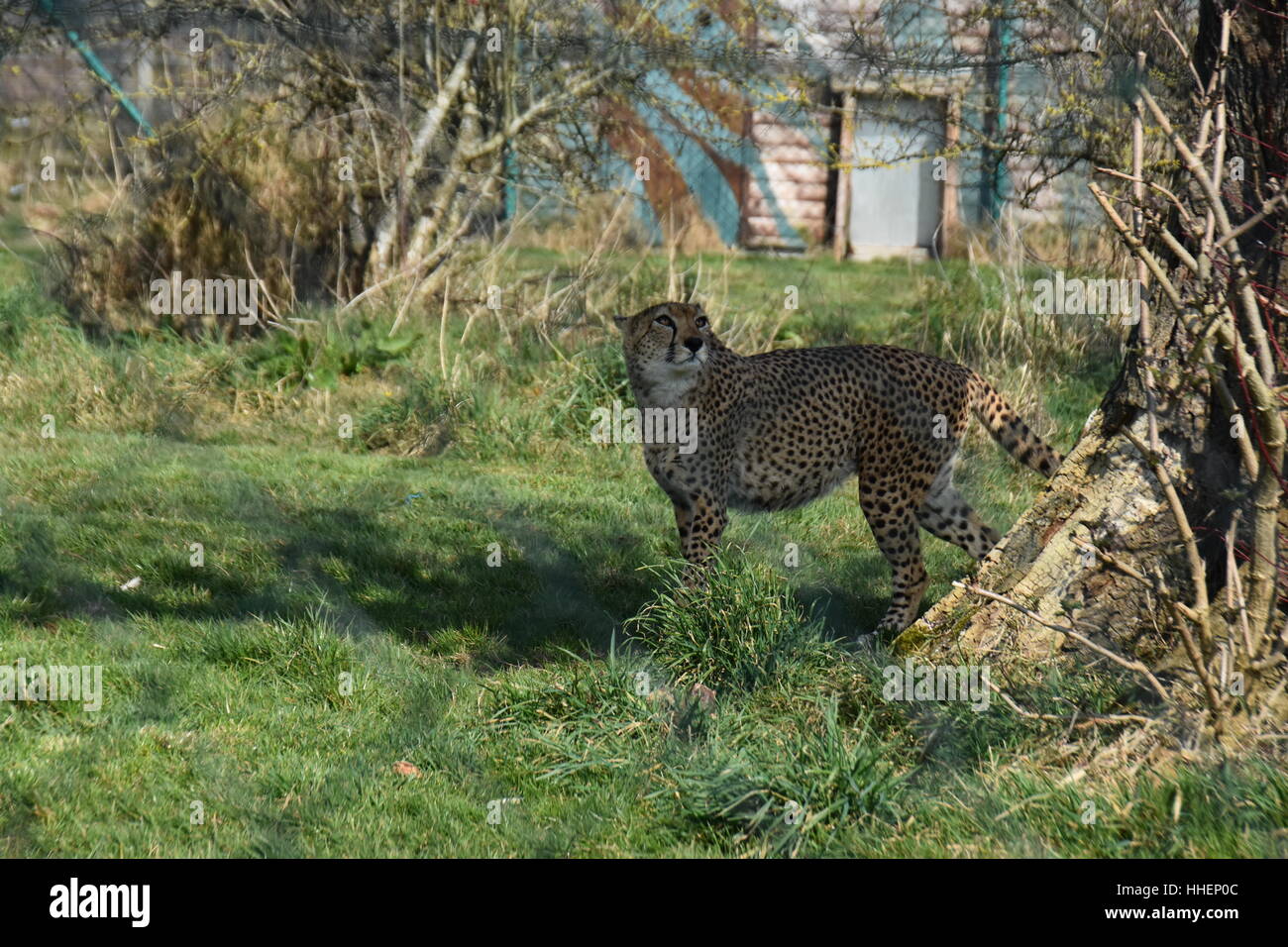 Xana derrière barrière de sécurité dans la réserve naturelle du parc Banque D'Images