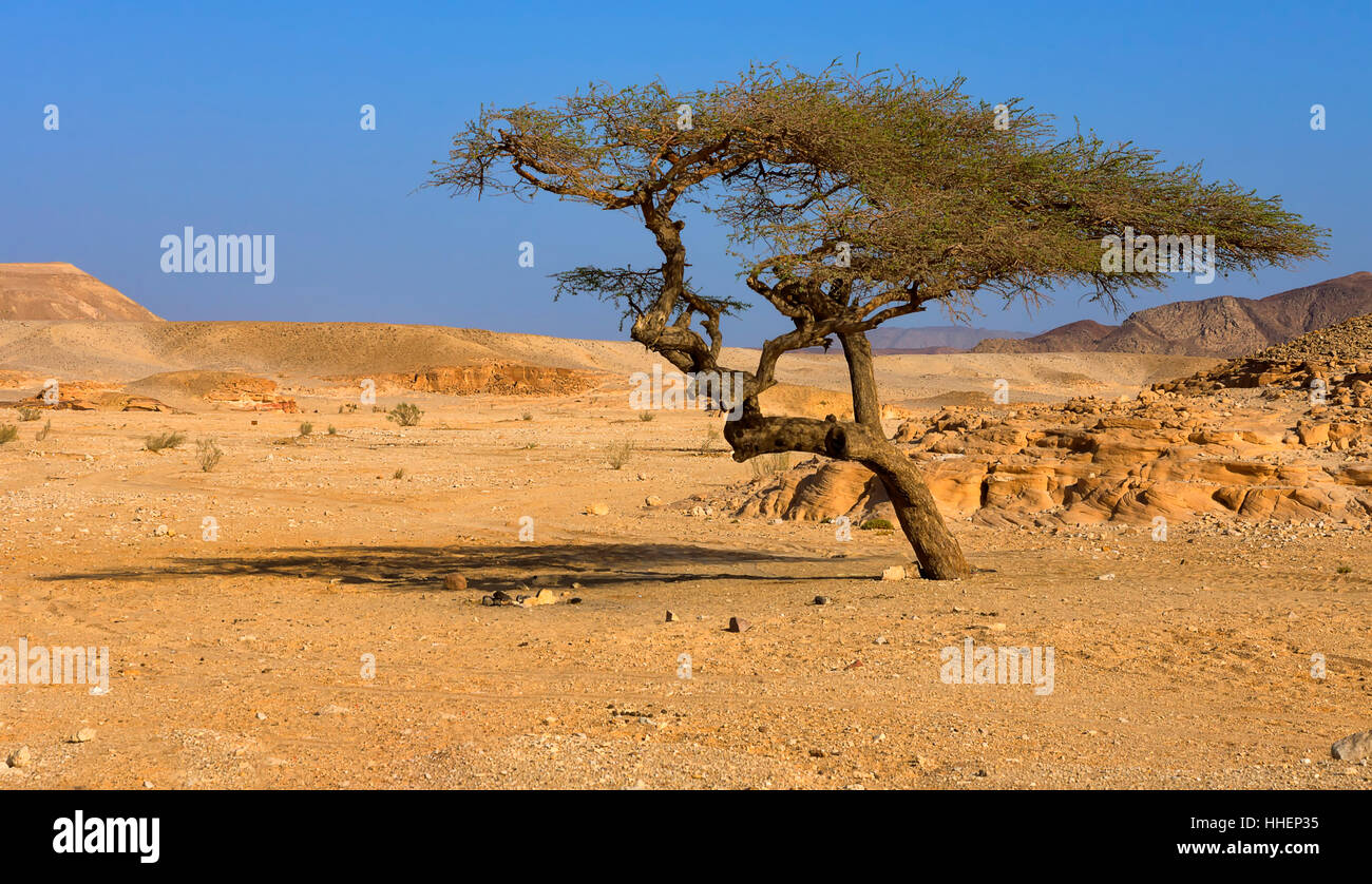 Désert, désert, Egypte, acacia, désert, désert, rock, de palmiers, de l'Égypte, sec, Banque D'Images