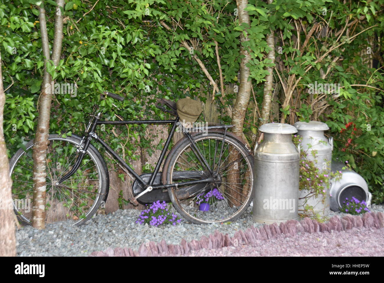 La vie toujours irlandais avec vieux vélo contre un mur, un chapeau, des bidons de lait, violet fleurs, arbres. Banque D'Images