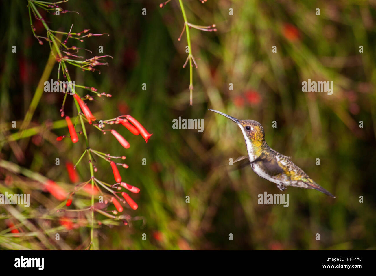 Versicolored emerald hummingbird alimentant à l'oranger au Brésil Banque D'Images