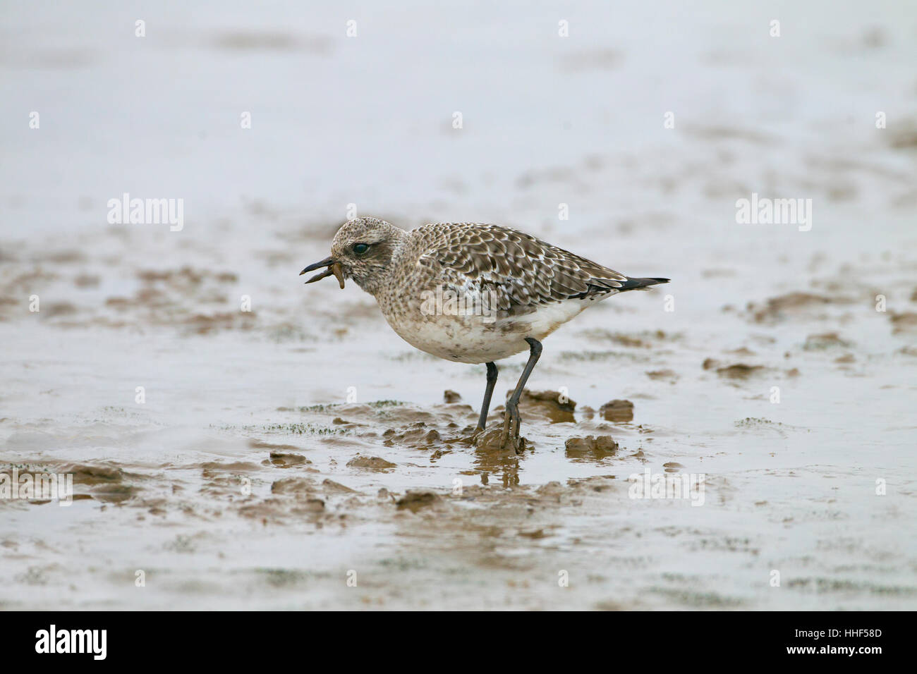 Pluvialis squatarola Grey Plover se nourrissant de lug worm Banque D'Images