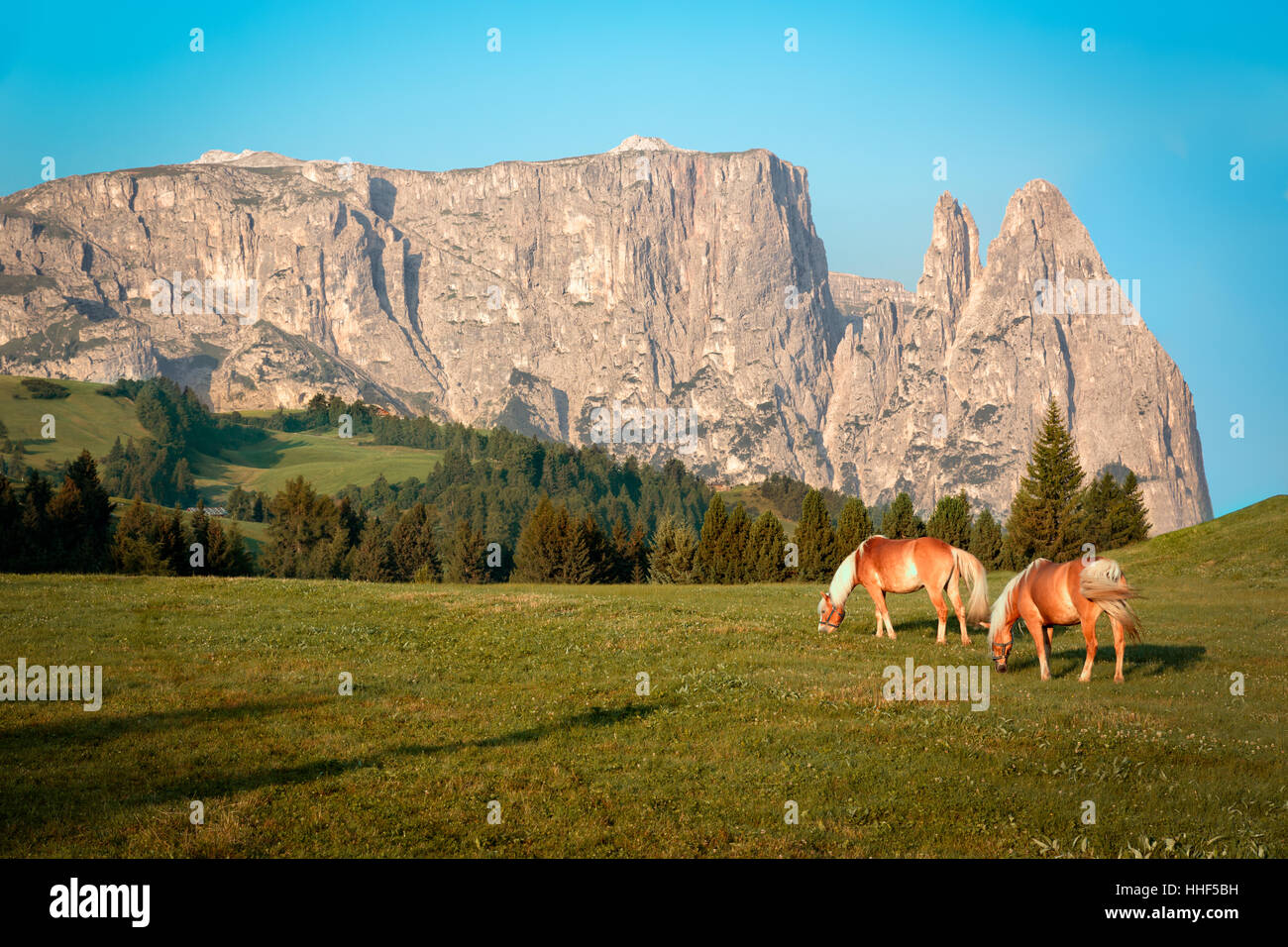 Chevaux à l'Alpe di Siusi, le Tyrol du Sud, Italie Banque D'Images