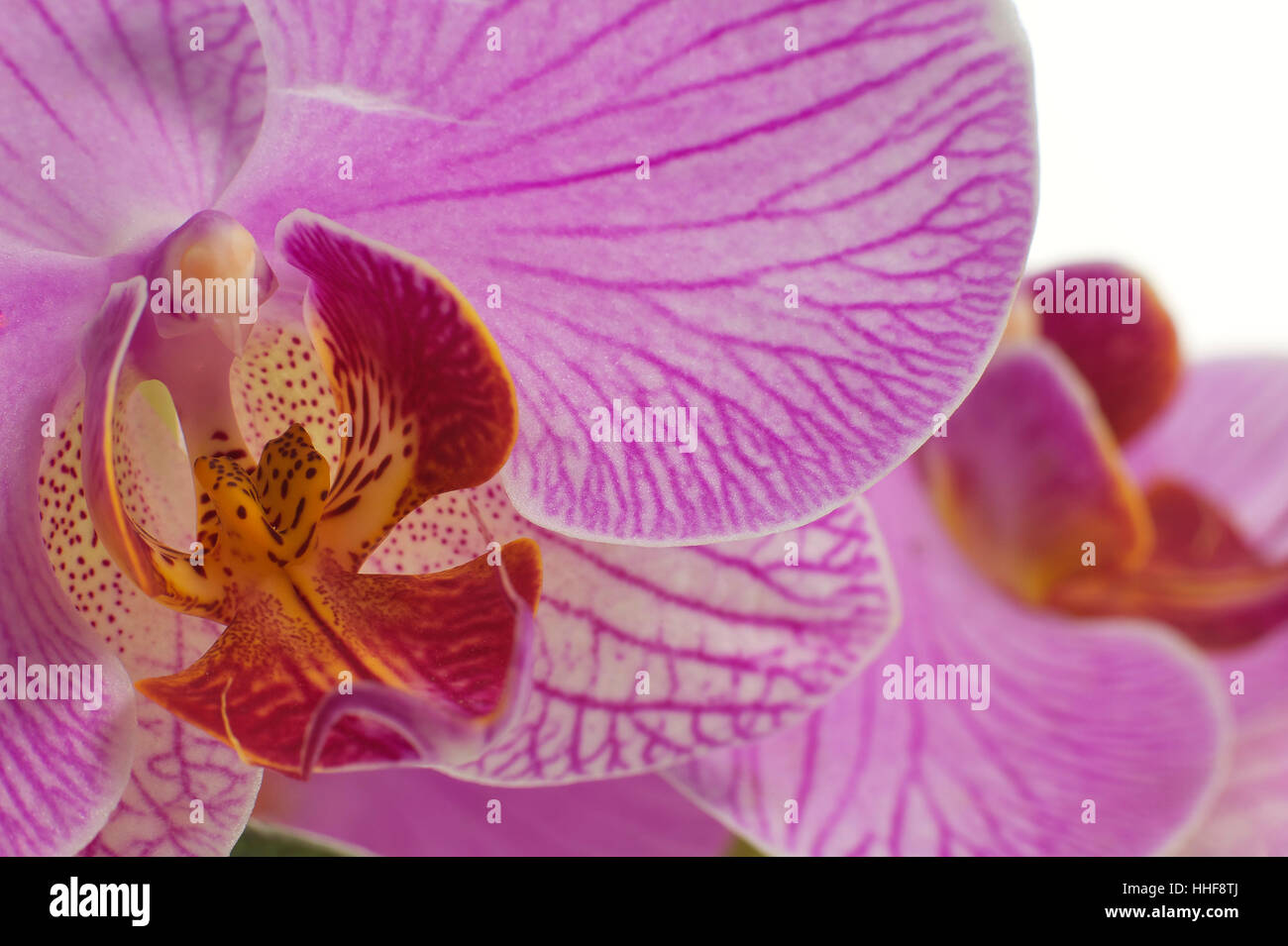 orchid japonais Banque D'Images