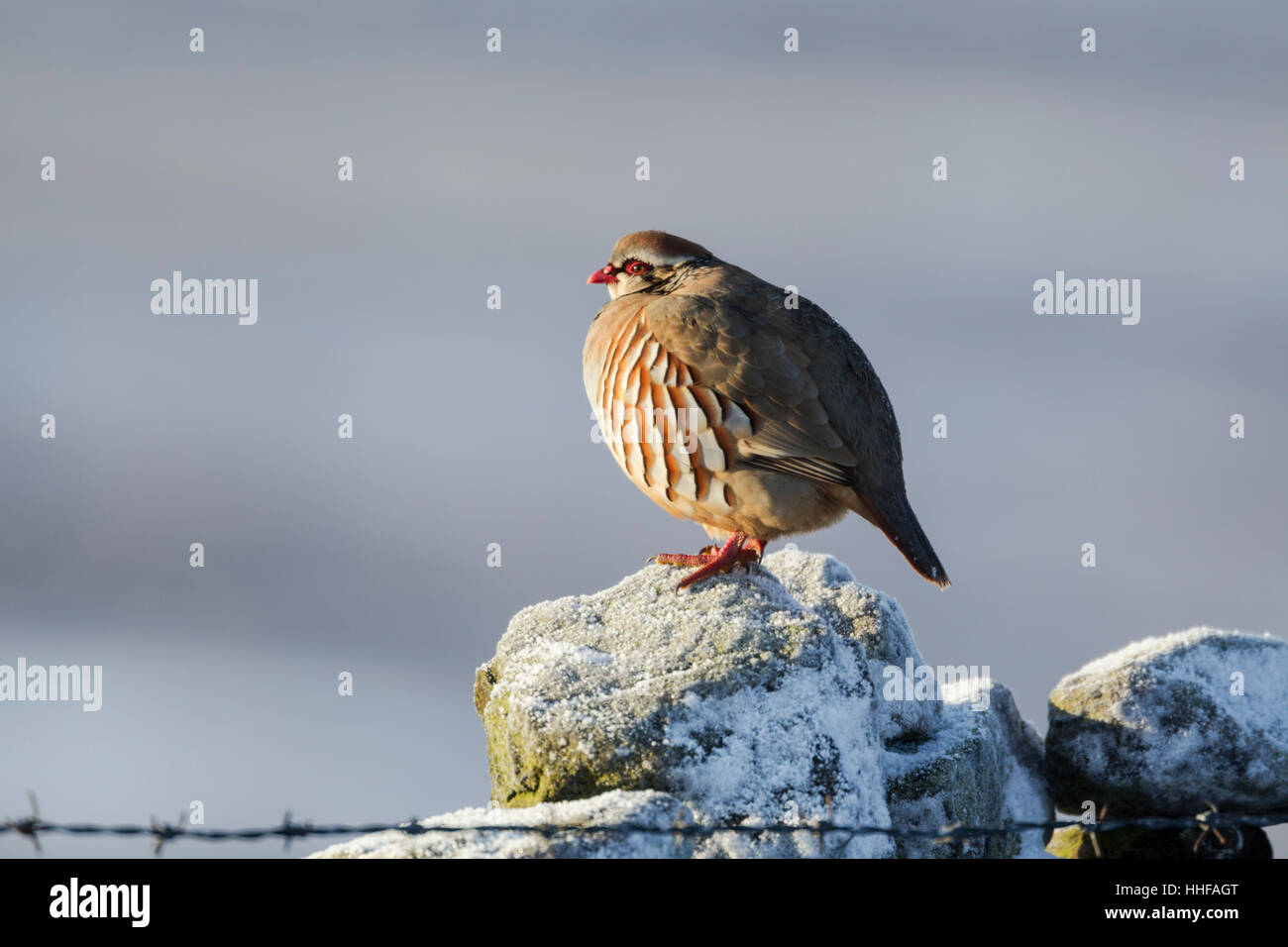 Red-legged Partridge, nom latin Alectoris rufa, debout sur un mur de pierre givré Banque D'Images