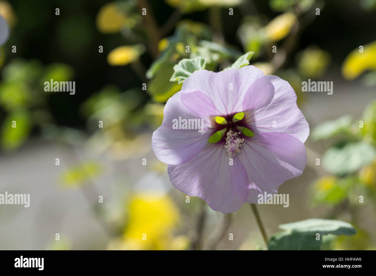 Mittelmeer-Buschmalve Buschmalve Busch-Malve,,, Strauchmalve Strauchpappel Bechermalve, Lavatera maritima,,, tree mallow Banque D'Images