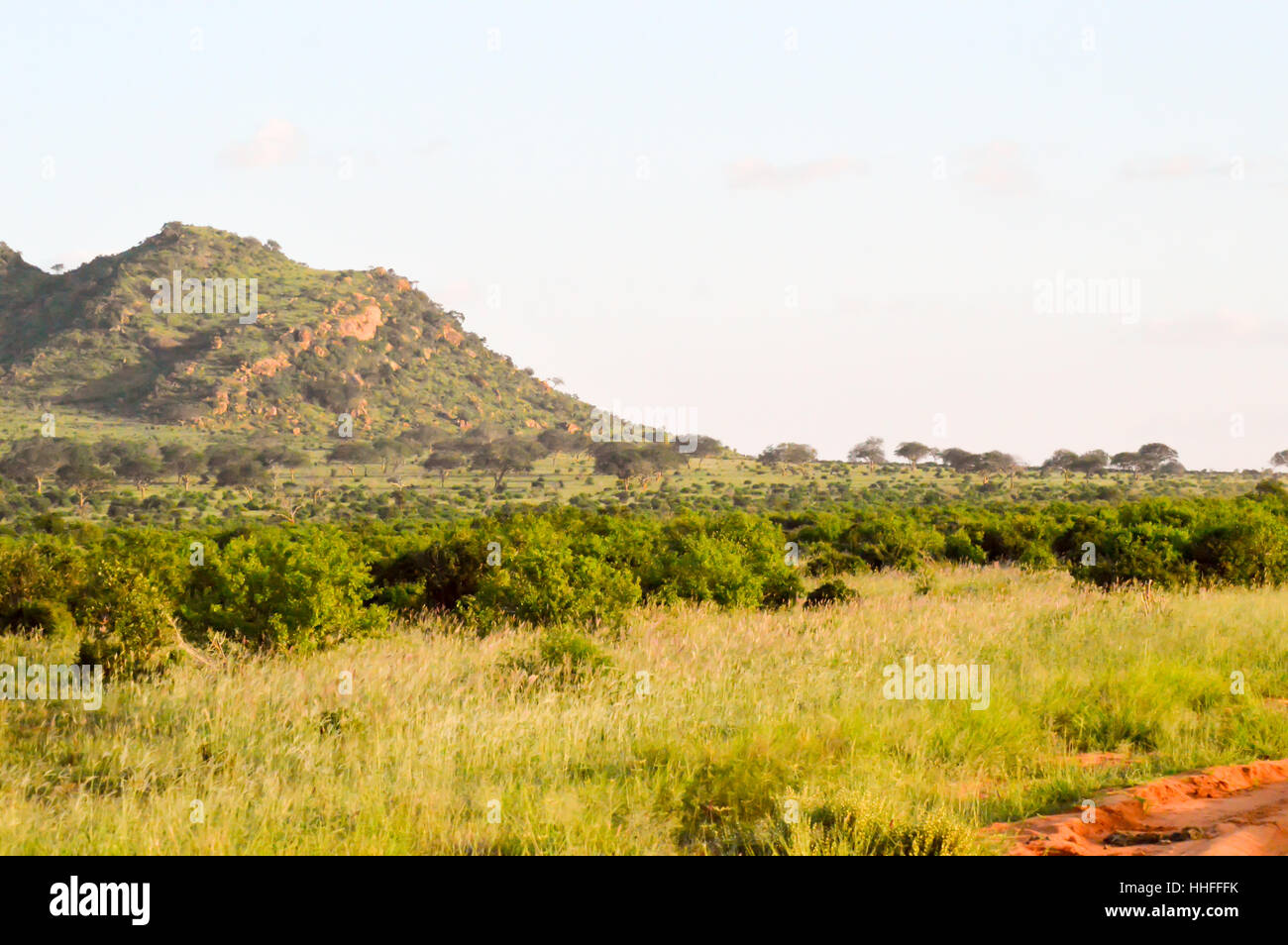 Arbre mort dans la savane verte de l'Est de Tsavo Kenya Park Banque D'Images