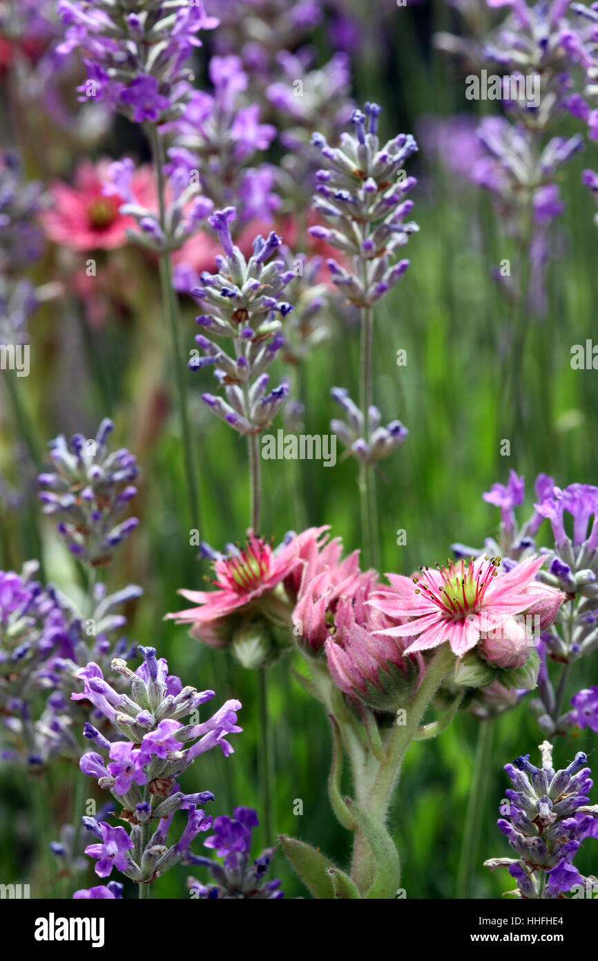 Violette, lavande, rose, bleu, vert, fleur, fleurs, plantes, fleurs, violet, Banque D'Images