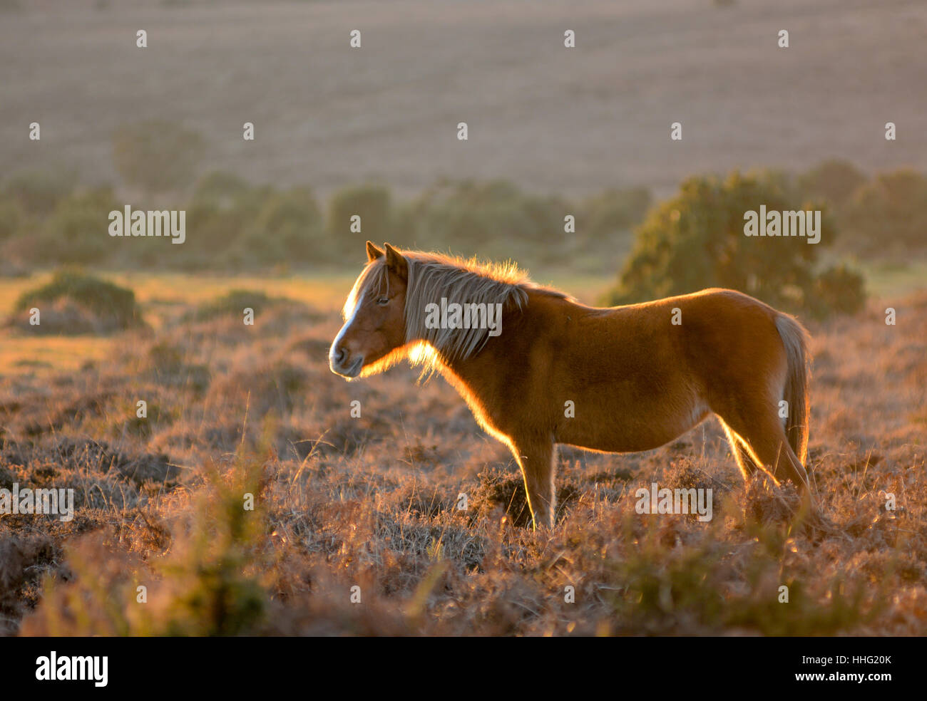 New Forest poney avec une manie blonde sur le froid lumineux janvier matin Banque D'Images