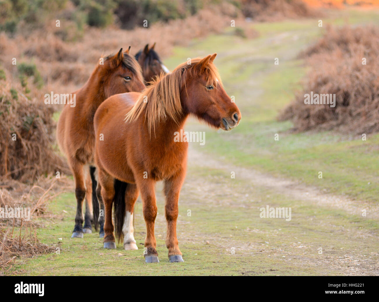 Trois chevaux, têtes tournées d'un côté Banque D'Images